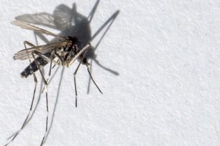 Le moustique tigre possède un corps et des pattes rayés de noir et blanc. Il mesure entre 5 et 10 mm. Il pique essentiellement la journée et peut être porteur de maladies comme la dengue, le chikungunya ou le zika (archives).